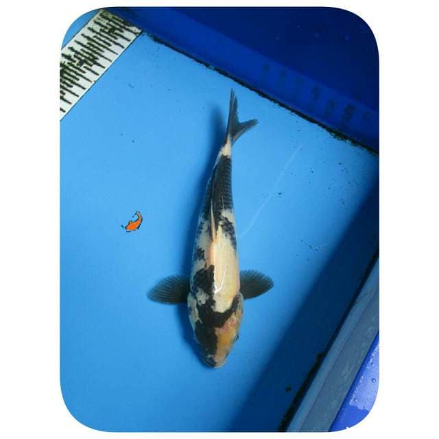 SHIRO 22CM