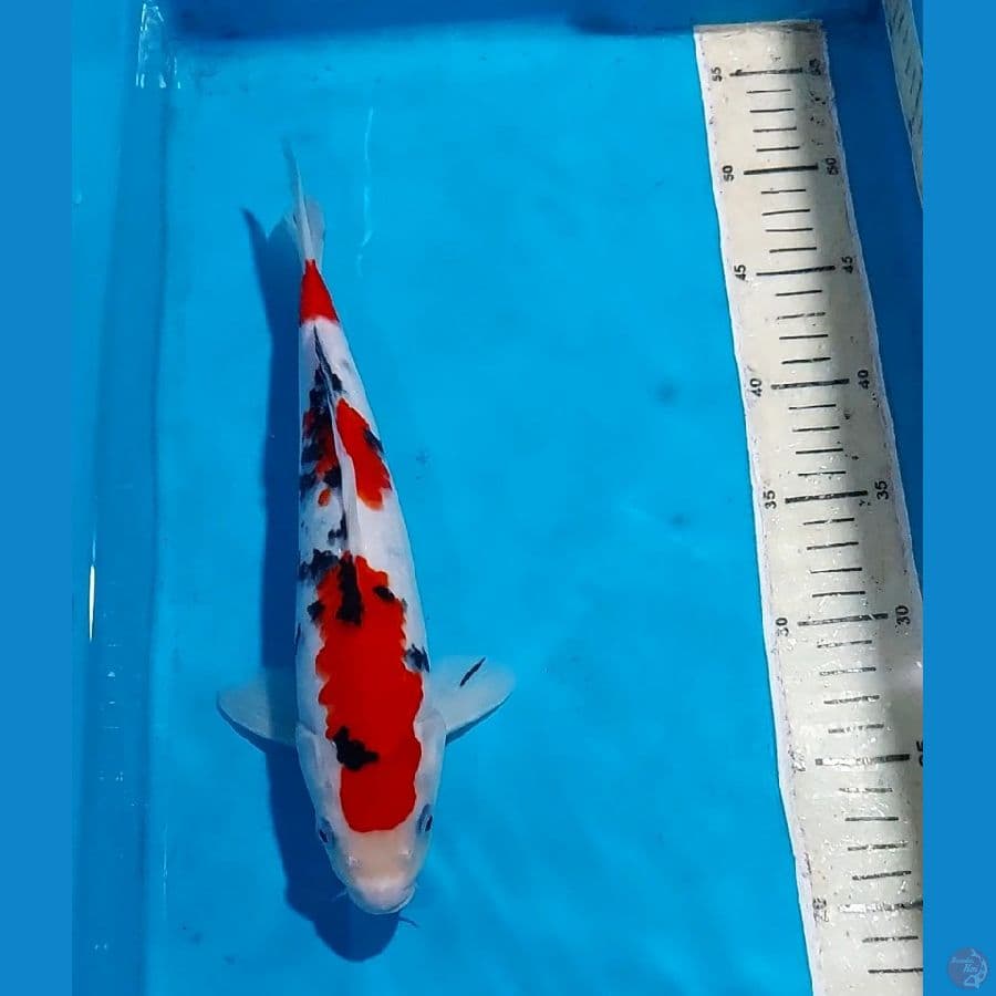 SANKE 29 CM