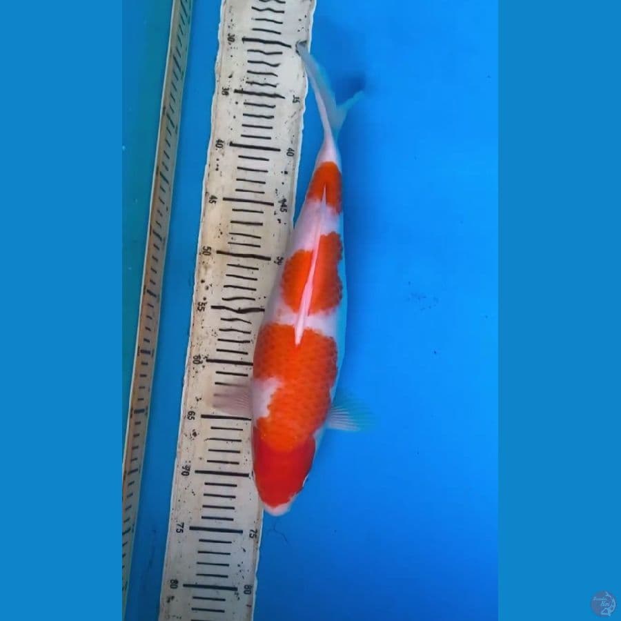 Kohaku bakat Jumbo