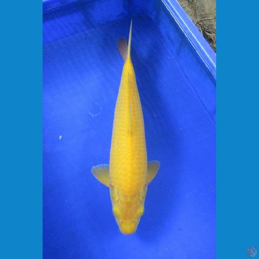 karashi ±40cm jantan mulus