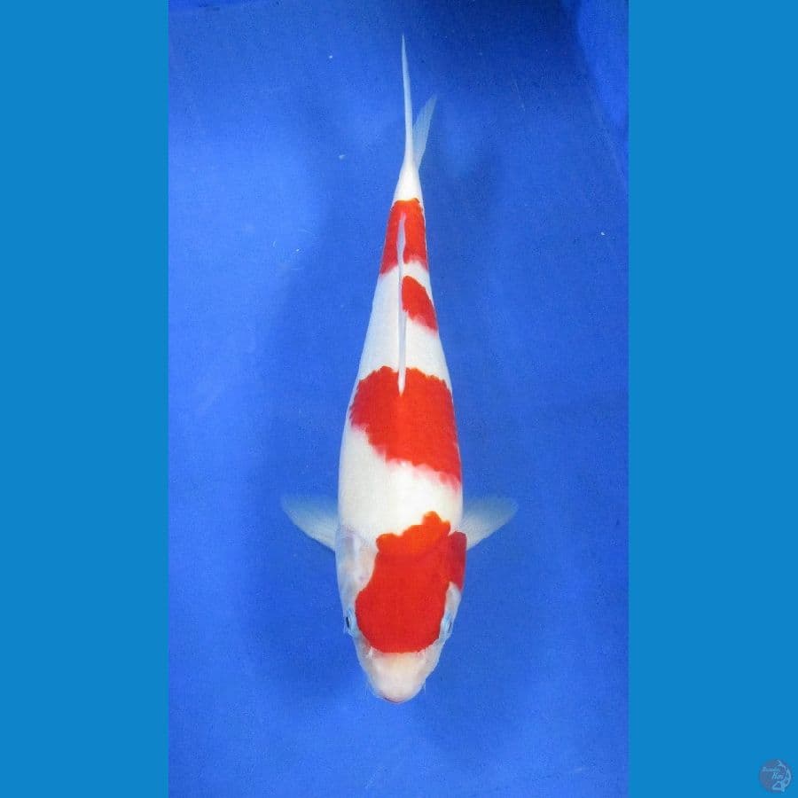 kohaku ±35cm jantan red