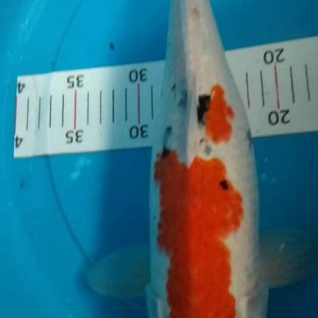 original.40 cm