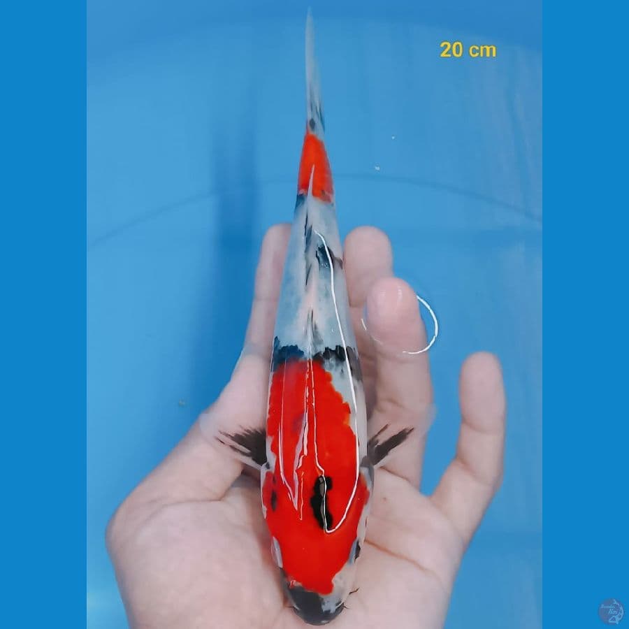 showa 20 cm