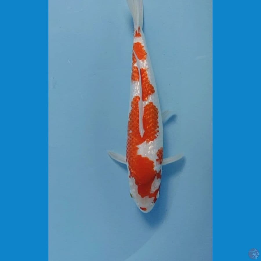 Kohaku Ginrin