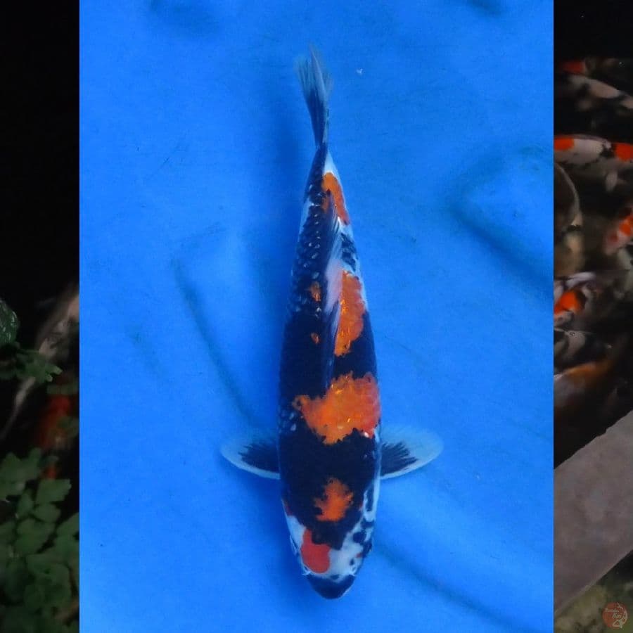 29cm , Hi Showa Mutogoro