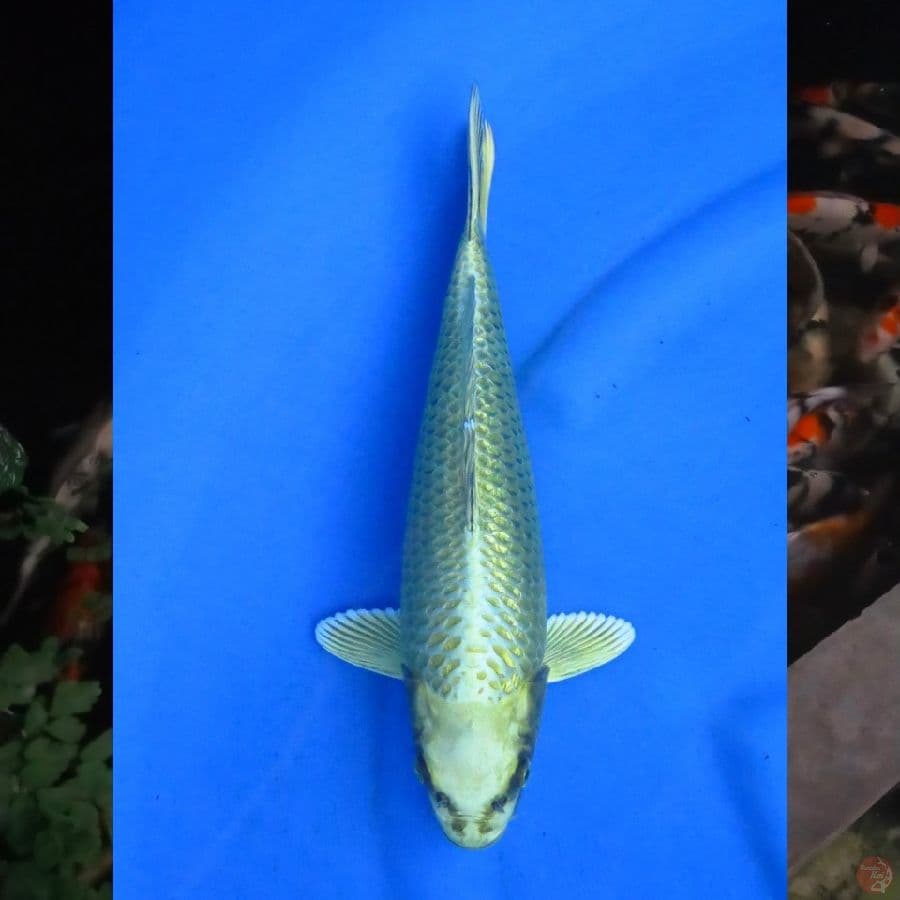 37cm , Mukashi Ogon