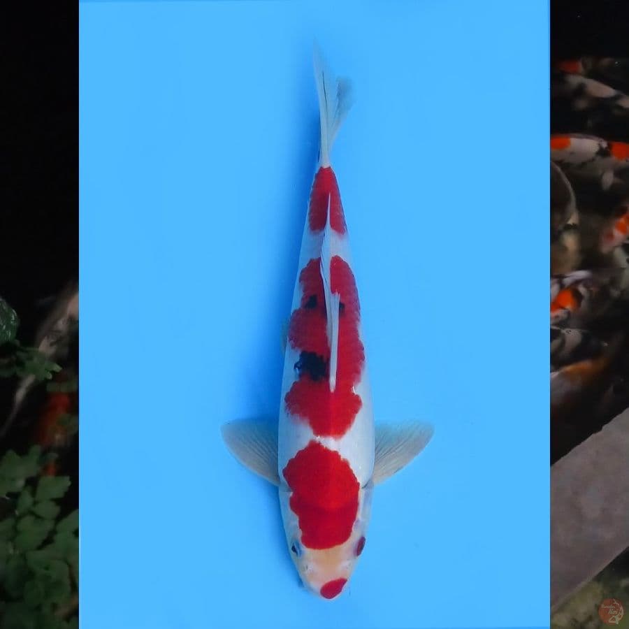 35cm , Deep Red Sanke