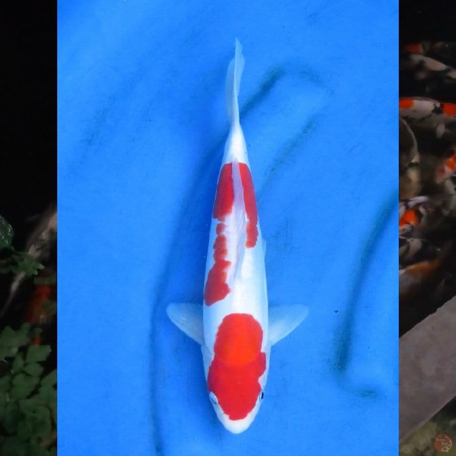 29cm , Kohaku Doitsu Murni