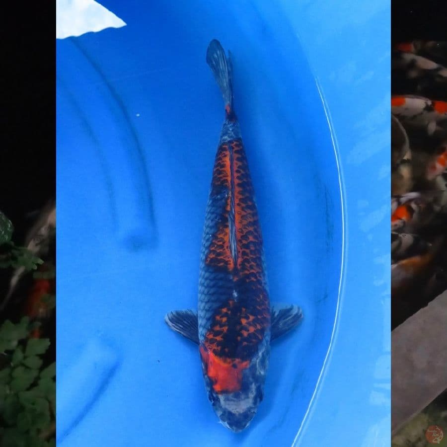 43cm , Ring Rapi - Kuro Goshiki