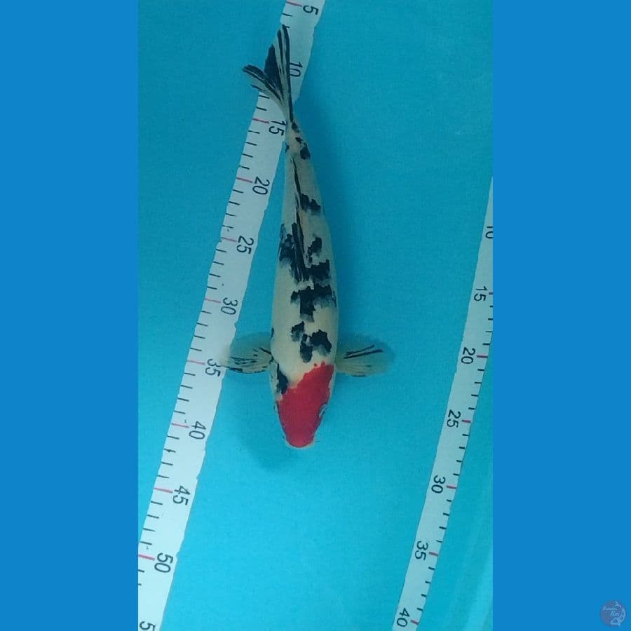 tancho sanke ori 32cm