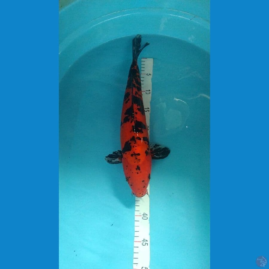 aka bekko doitsu 40cm