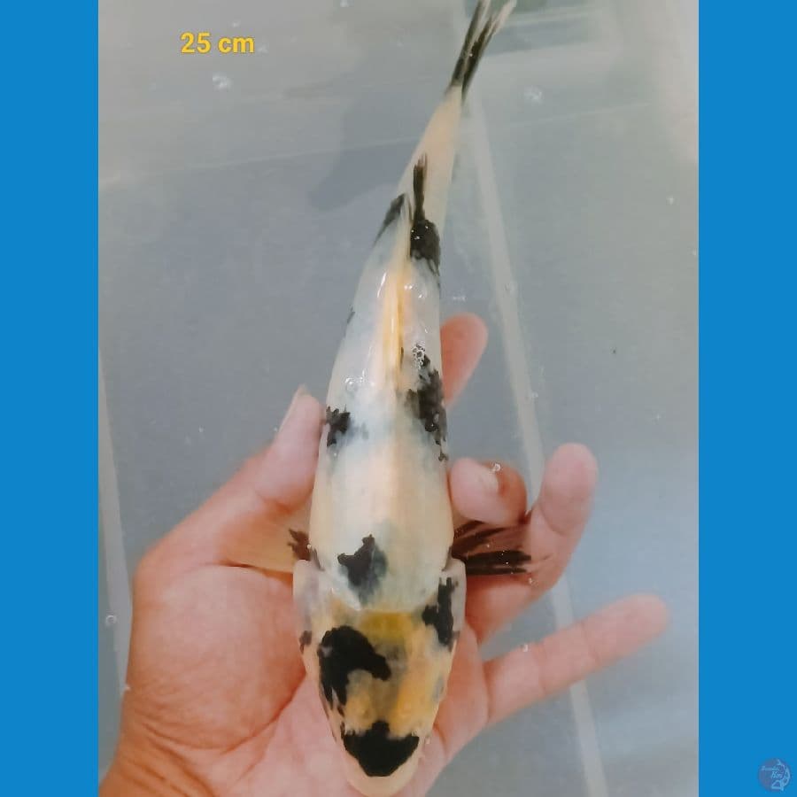 shiro 25 cm