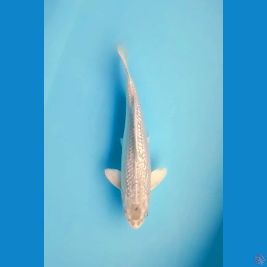 Mukashi Ginrin 30cm