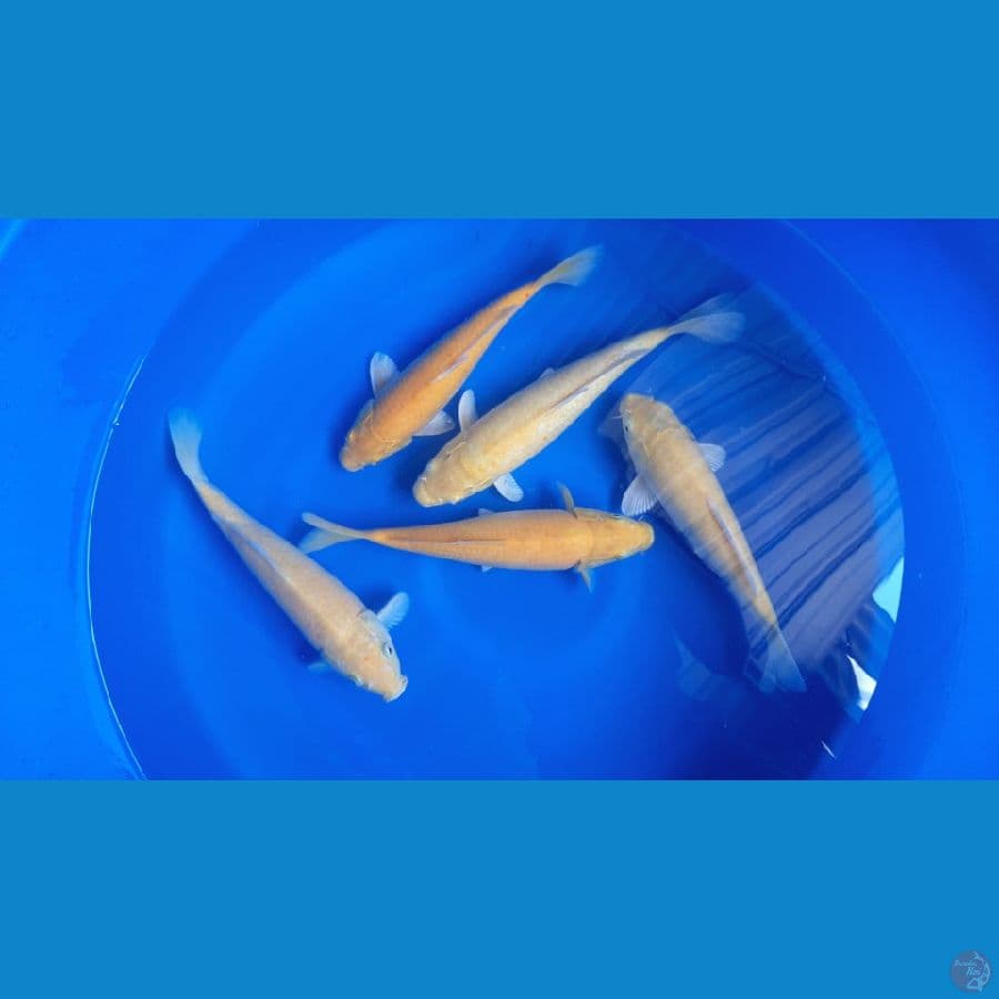 PAKET KARASHI LEMON 5EKOR