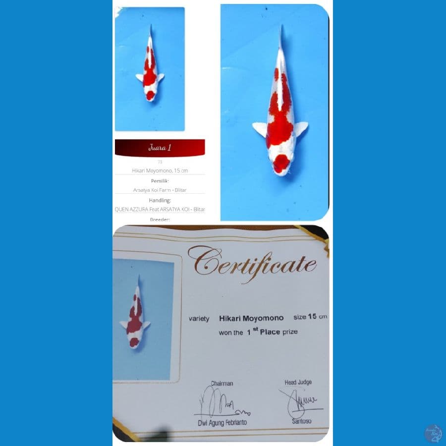 KIKUSHUI 15CM + SERTI JUARA 1
