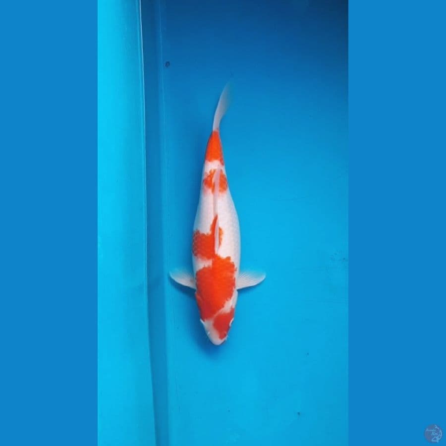 kohaku