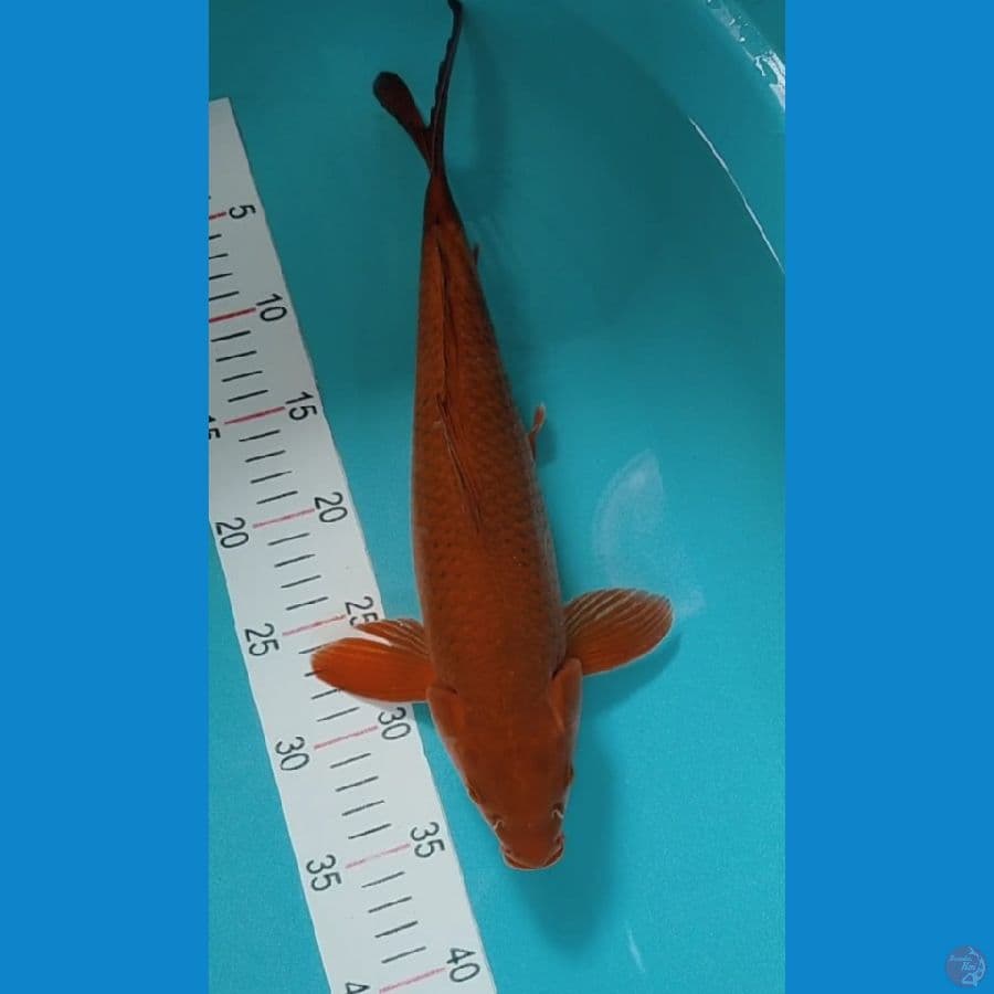 Cagoi tembaga jumbo