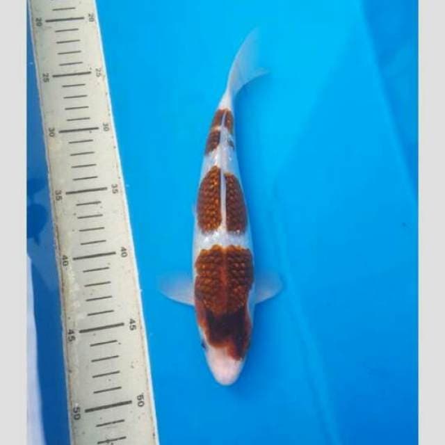 Ai goromo 30cm, siap show
