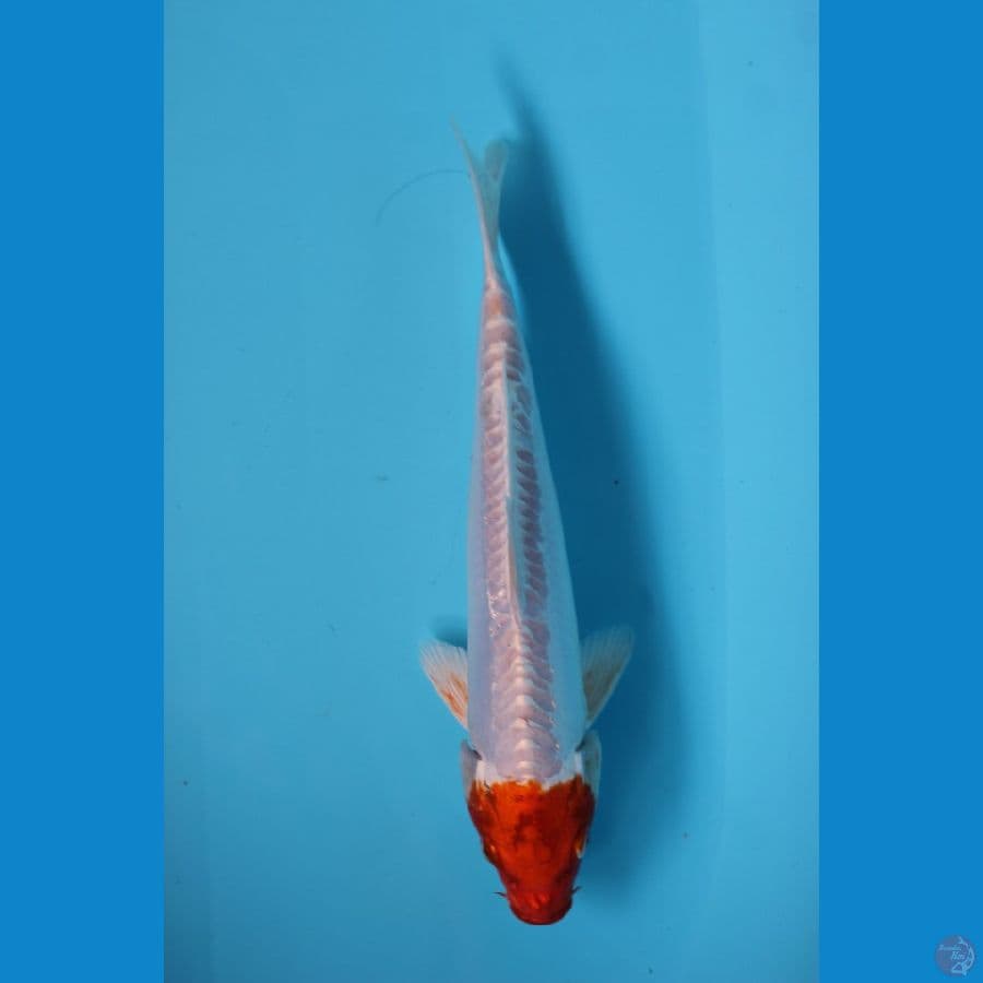 kohaku hikari