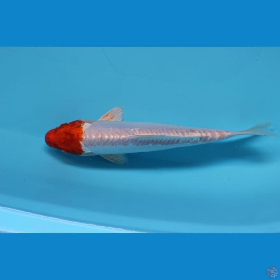 kohaku hikari