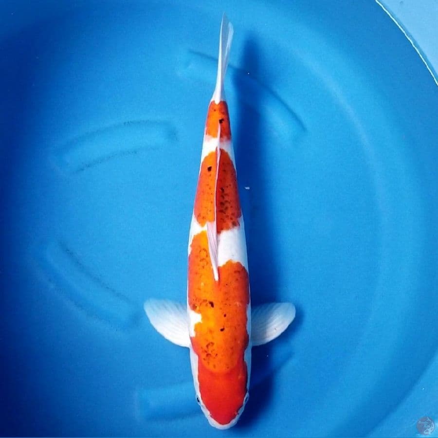 AIGOROMO 51 CM MALE
