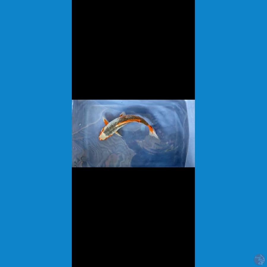 asagi