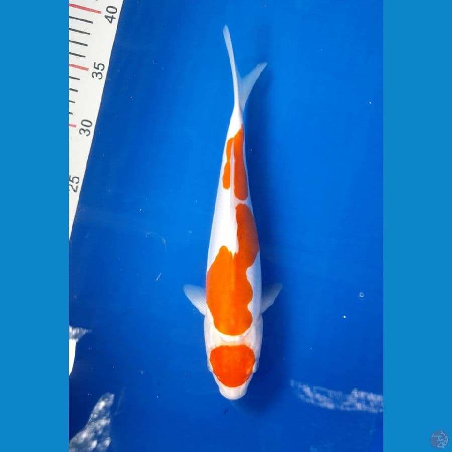 kohaku doit 30cm