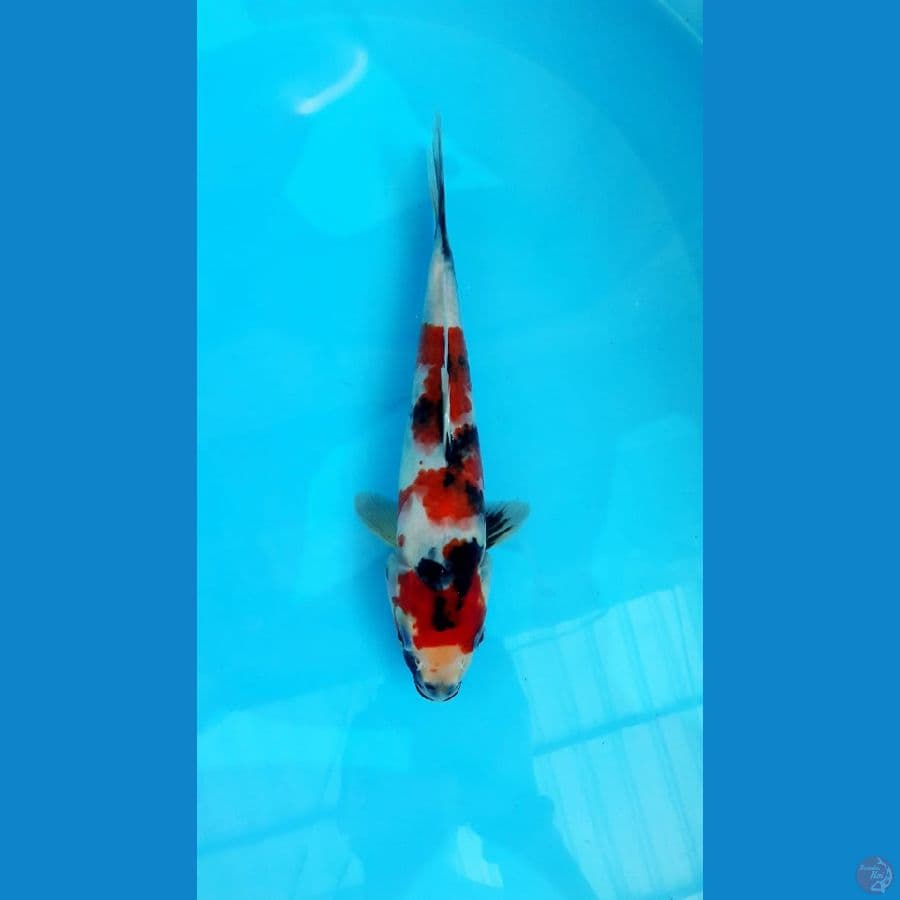 Kindai Showa 27 Cm