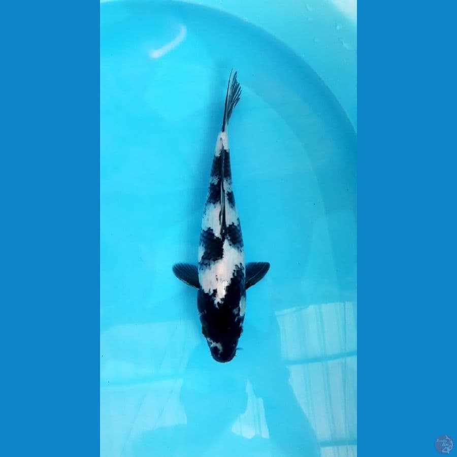Shiro 29 Cm Female