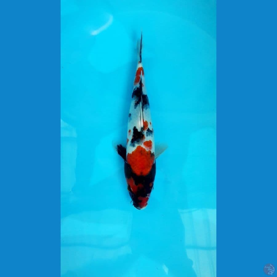 Showa 30 Cm Female