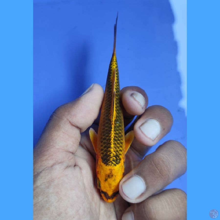 Ki Matsuba - Up to 12CM