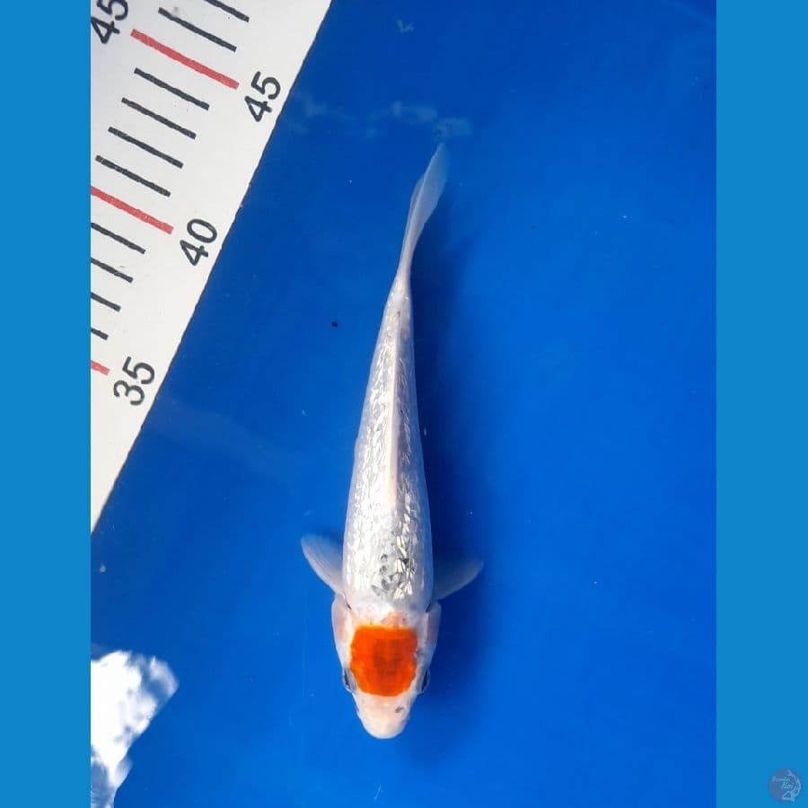 tc ghosiki ginrin 20cm