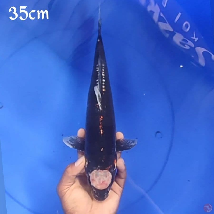 TANCO KUMON 35cm