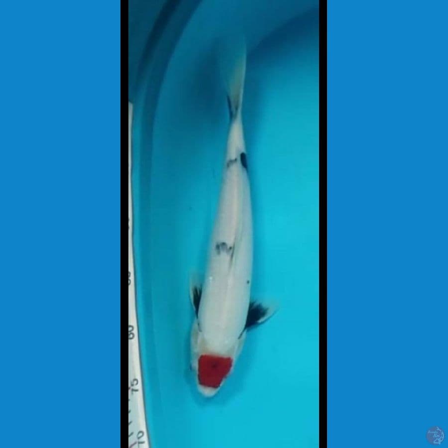 Tancho Showa 38cm