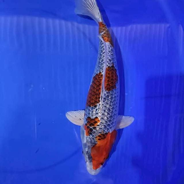 Gosiki ginrin 35cm