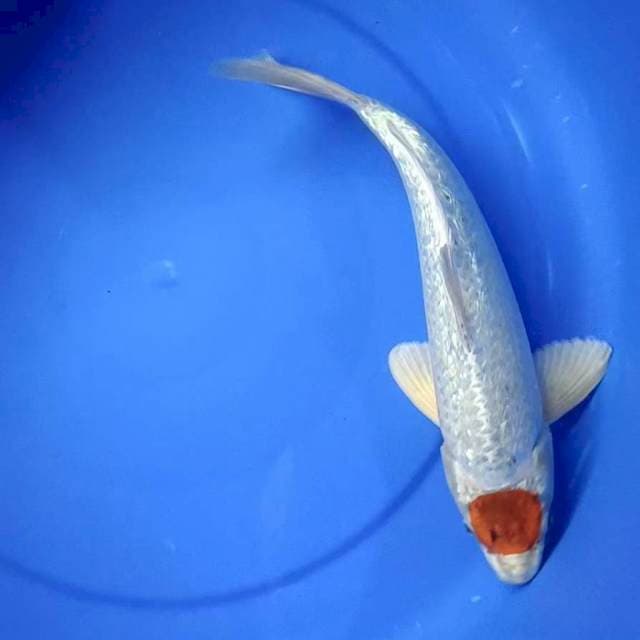 Tc gosiki ginrin 30cm