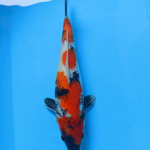 Showa 39cm