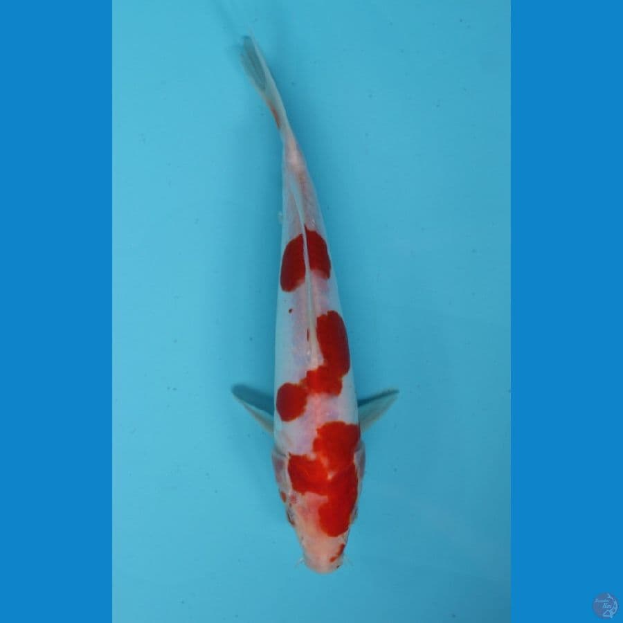 kohaku doitsu