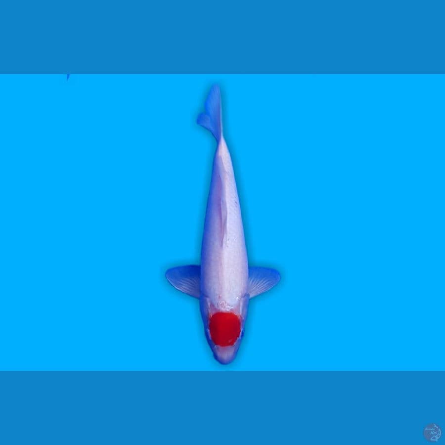 TANCHO KOHAKU 35 CM MALE