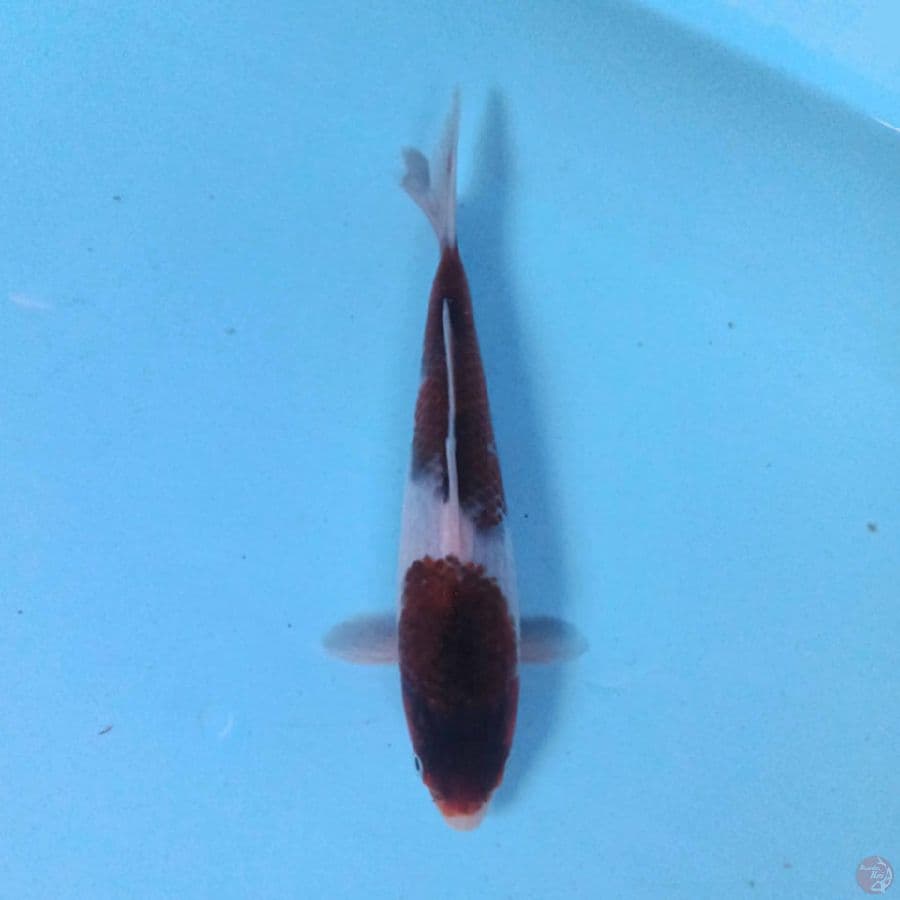 NINDAN BUDO GOROMO ORI 19CM