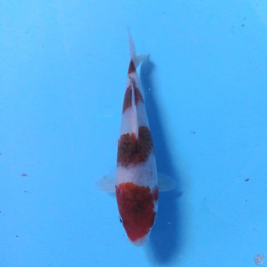 Goromo HQ 17cm