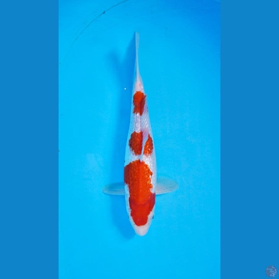 KOHAKU GINRIN SQ 30bu