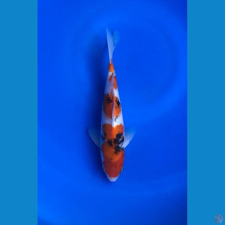 Sanke 25cm