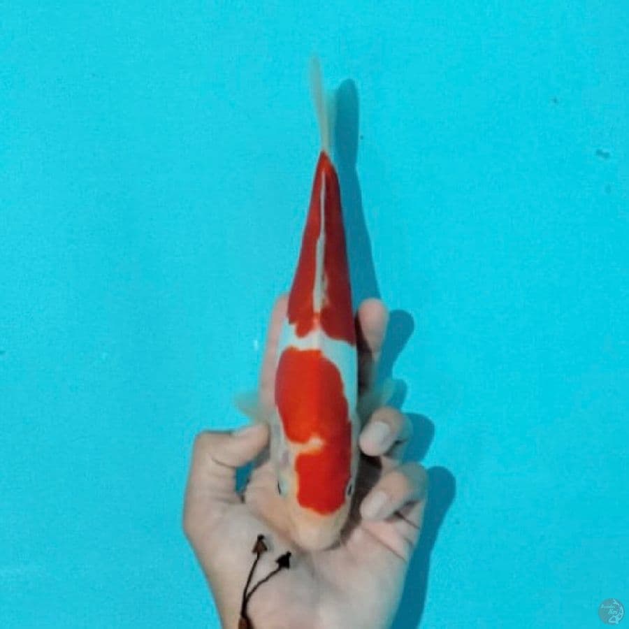doitsu koahku ,23cm