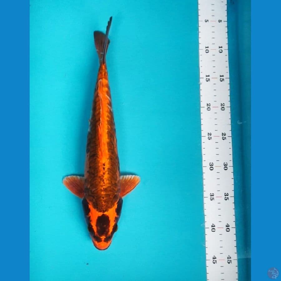 doitsu kawari 35cm male aragoke