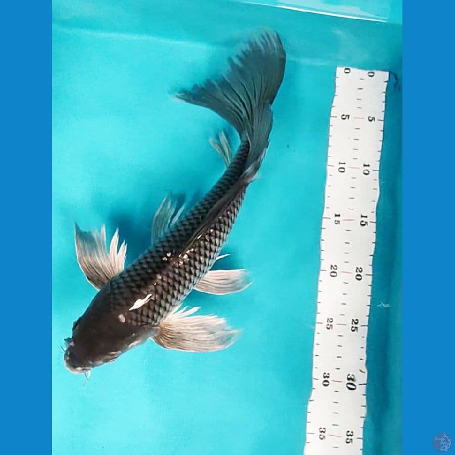 kumpay soragoi 36cm