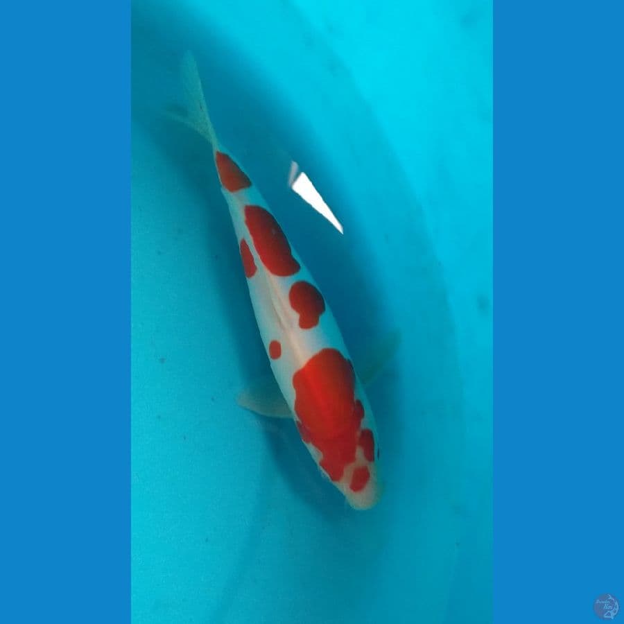kohaku doit murni