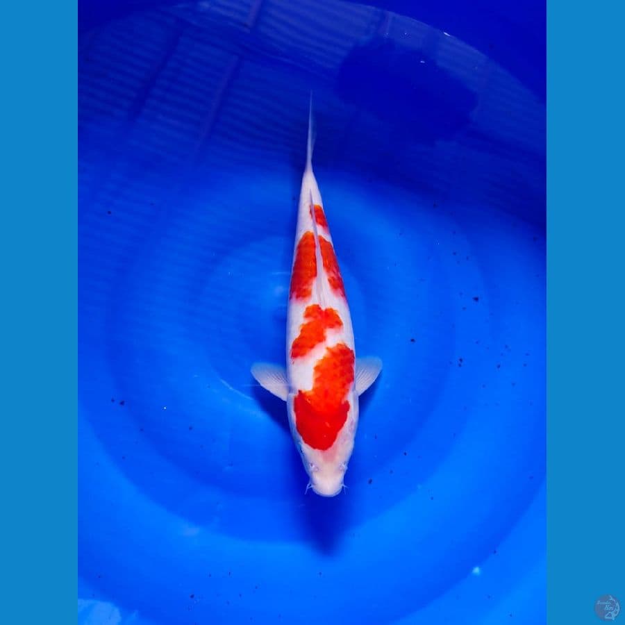 kohaku 28cm