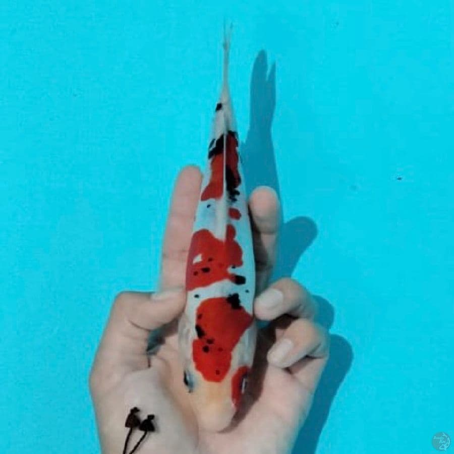doitsu sanke ,20cm