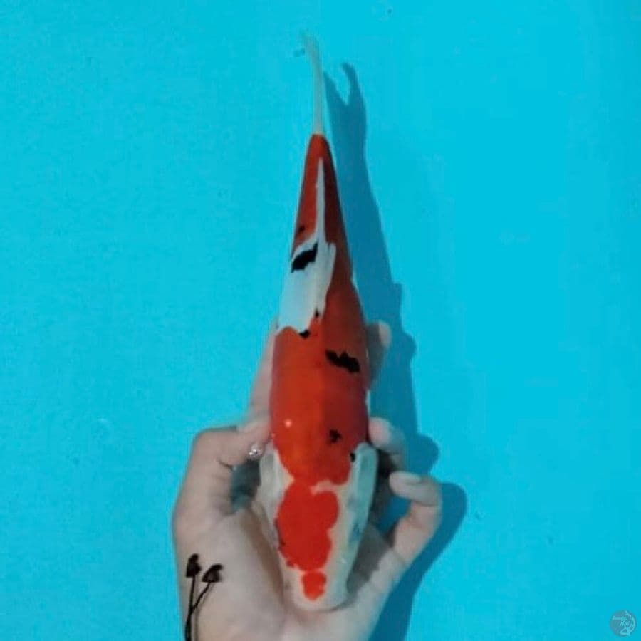 doitsu sanke ,26cm